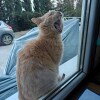 https://cdn-ostrovok-ru-ion.test.edgekey.net/t/100x100/hotel_review/8a/b0/8ab01a8731c8f1ca93244b445a6514b7ae9ddfd9.JPEG