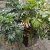 https://cdn-ostrovok-ru-ion.test.edgekey.net/t/100x100/hotel_review/8d/d5/8dd50e61525a284d9a4b2f114b46c98874325c37.JPEG