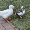 https://cdn-ostrovok-ru-ion.test.edgekey.net/t/100x100/hotel_review/8f/7d/8f7d329f6c15c0462938a4f91119582ccf23bcea.JPEG