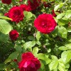 https://cdn-ostrovok-ru-ion.test.edgekey.net/t/100x100/hotel_review/92/83/9283e194193369a12b4f3f398518570bde57f59a.jpeg