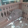 https://cdn-ostrovok-ru-ion.test.edgekey.net/t/100x100/hotel_review/92/aa/92aa95e12bb3ee8d11a771b10d4f9aafad649ba1.JPEG