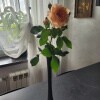 https://cdn-ostrovok-ru-ion.test.edgekey.net/t/100x100/hotel_review/92/e6/92e66996e12b699c5023a481162af5c6b38e06e9.JPEG