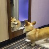 https://cdn-ostrovok-ru-ion.test.edgekey.net/t/100x100/hotel_review/9b/17/9b17e097b225193fc1d83c272898407d1fba371a.jpeg