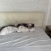 https://cdn-ostrovok-ru-ion.test.edgekey.net/t/100x100/hotel_review/a0/9f/a09f2338a82136fddfa0db180e475666b8870c2e.JPEG
