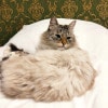 https://cdn-ostrovok-ru-ion.test.edgekey.net/t/100x100/hotel_review/a2/69/a2690b52b38fedf90a0d79f369d2f678982c85be.JPEG
