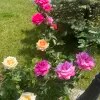 https://cdn-ostrovok-ru-ion.test.edgekey.net/t/100x100/hotel_review/a2/a9/a2a96992a6c6bc893a2aec27dfe71ff3d56f861a.JPEG