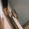 https://cdn-ostrovok-ru-ion.test.edgekey.net/t/100x100/hotel_review/a9/16/a9169cf73ef7aa2344ae08c4f5ba0115f63f16cf.JPEG