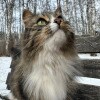 https://cdn-ostrovok-ru-ion.test.edgekey.net/t/100x100/hotel_review/aa/ea/aaea0bb3d9c709707a98ff0416f2fd6466047655.JPEG