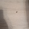https://cdn-ostrovok-ru-ion.test.edgekey.net/t/100x100/hotel_review/ae/8a/ae8a9d53ec5a1c09f23e56b81860d16e4960dc0e.JPEG