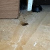 https://cdn-ostrovok-ru-ion.test.edgekey.net/t/100x100/hotel_review/b2/df/b2df5654ab041be9bc52caea263e65b2a5236b81.JPEG