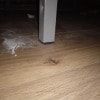 https://cdn-ostrovok-ru-ion.test.edgekey.net/t/100x100/hotel_review/b6/ef/b6efc8ee80a400d7850312a9f7eb58ff27c16141.JPEG