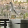 https://cdn-ostrovok-ru-ion.test.edgekey.net/t/100x100/hotel_review/b7/e5/b7e5b6f263ac1c72342c3d505795b45edb0a10b2.JPEG