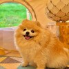 https://cdn-ostrovok-ru-ion.test.edgekey.net/t/100x100/hotel_review/b9/ca/b9ca4bf9f9d0b1b978cd7363caa30d9cf76ed8bf.JPEG
