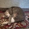 https://cdn-ostrovok-ru-ion.test.edgekey.net/t/100x100/hotel_review/c7/05/c705ae401bb706e0d358450f3a5aa6bfb7f7d0c0.JPEG
