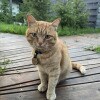 https://cdn-ostrovok-ru-ion.test.edgekey.net/t/100x100/hotel_review/c9/a2/c9a2173341b54b3a6681a740fb1b14318fcfbffd.JPEG