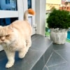 https://cdn-ostrovok-ru-ion.test.edgekey.net/t/100x100/hotel_review/ce/3f/ce3f2919cb63b165c99914c45c07fbf40827b506.JPEG