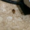 https://cdn-ostrovok-ru-ion.test.edgekey.net/t/100x100/hotel_review/d3/9f/d39ff08dd379f53bcfa67b5f1cba0fd2fff001e4.JPEG