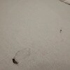 https://cdn-ostrovok-ru-ion.test.edgekey.net/t/100x100/hotel_review/d4/5a/d45a3a563b66e26c82c2dde360d28e17d8a28222.JPEG