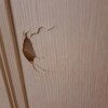 https://cdn-ostrovok-ru-ion.test.edgekey.net/t/100x100/hotel_review/db/5a/db5a29dc2496785bd1650fb3b58657891a3b93d5.JPEG