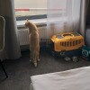 https://cdn-ostrovok-ru-ion.test.edgekey.net/t/100x100/hotel_review/db/65/db651ca52fd4b9081561ae89fd9e4e934a6996a3.JPEG