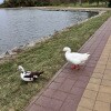 https://cdn-ostrovok-ru-ion.test.edgekey.net/t/100x100/hotel_review/dc/87/dc87918a064582706bc76bbf3ceb2be98e4d6997.JPEG