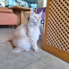 https://cdn-ostrovok-ru-ion.test.edgekey.net/t/100x100/hotel_review/e0/bc/e0bc2f69595ae6fe54e4c3ad114141c709aa0602.JPEG