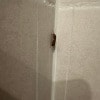 https://cdn-ostrovok-ru-ion.test.edgekey.net/t/100x100/hotel_review/e2/f1/e2f110e7a27dd9dbcb5f888ac6fa0e6c72ae7822.JPEG