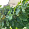 https://cdn-ostrovok-ru-ion.test.edgekey.net/t/100x100/hotel_review/e3/d7/e3d7cd7814dd2790977f8efe4001317eb9977e7c.jpeg
