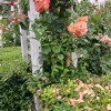 https://cdn-ostrovok-ru-ion.test.edgekey.net/t/100x100/hotel_review/e7/66/e7667e221ddd1c1659e923dbbeff9ef7957c4dec.JPEG