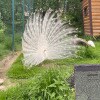 https://cdn-ostrovok-ru-ion.test.edgekey.net/t/100x100/hotel_review/e9/99/e999c203bc1c54c38efaa7239c9bcdae134e014d.JPEG