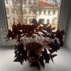 https://cdn-ostrovok-ru-ion.test.edgekey.net/t/100x100/hotel_review/fd/bf/fdbf03970312c621d8d34bffab332d964d1191a3.JPEG