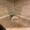https://cdn-ostrovok-ru-ion.test.edgekey.net/t/100x100/hotel_review/fe/88/fe881096dc6dc52e10ef22e17df3385e3eb10232.JPEG