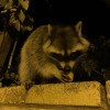 https://cdn-ostrovok-ru-ion.test.edgekey.net/t/100x100/ostrovok/c5/72/c572cc2b750637523c82d0b141a8fe9553324d3a.jpeg