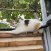 https://cdn-ostrovok-ru-ion.test.edgekey.net/t/100x100/ostrovok/f0/1c/f01c6389abab0216e796b3ac2bf73f805debe297.jpeg