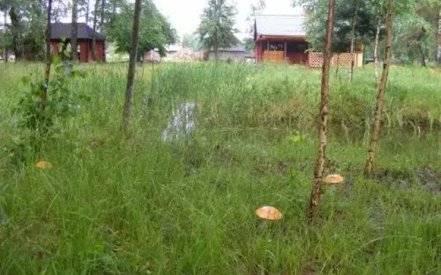 Заезд Зубачи