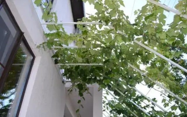 Country House Albatros
