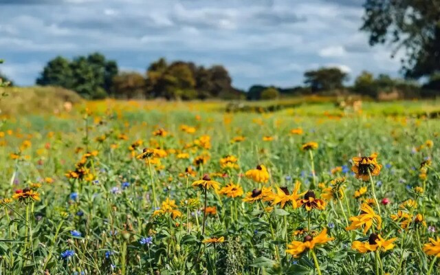Veiko - Mayflower Meadow