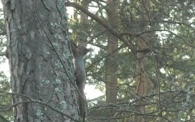 Võsu Gästewohnung - Lahemaa Nationalpark