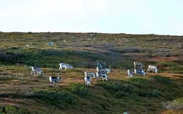Tunturihotelli Vuontispirtti