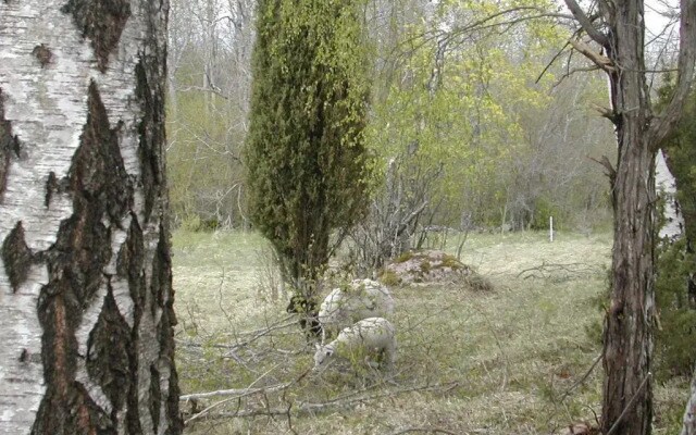 Laevnina Farm
