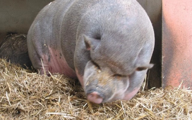 Zoopark Zelčín