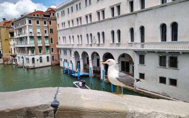 Love Island Venice