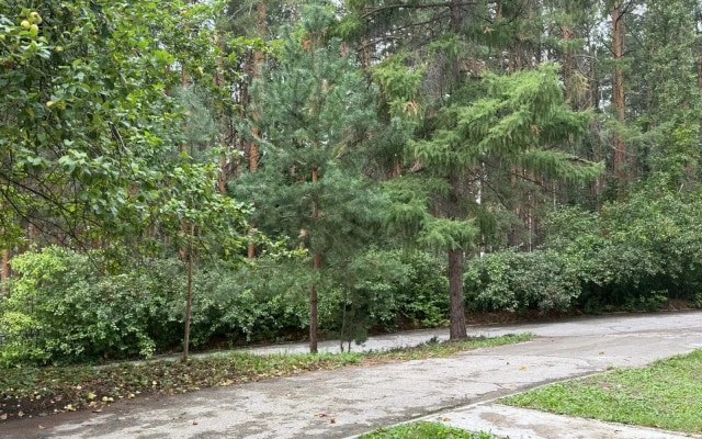 Хостел Сосновый Бор