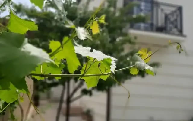 Мини-отель Лимонад