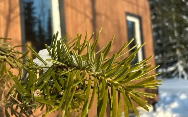 Частный дом Уютный с видом на лес