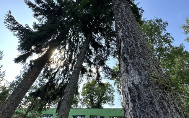 Отель Forest Relax